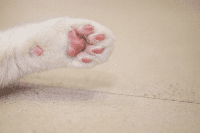Artritis en gatos