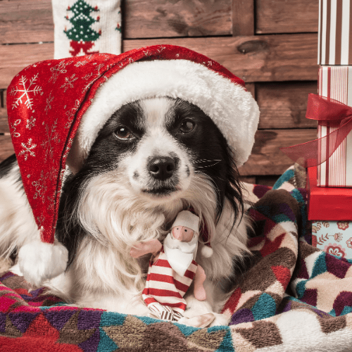Cómo disfrutar de la navidad con perros