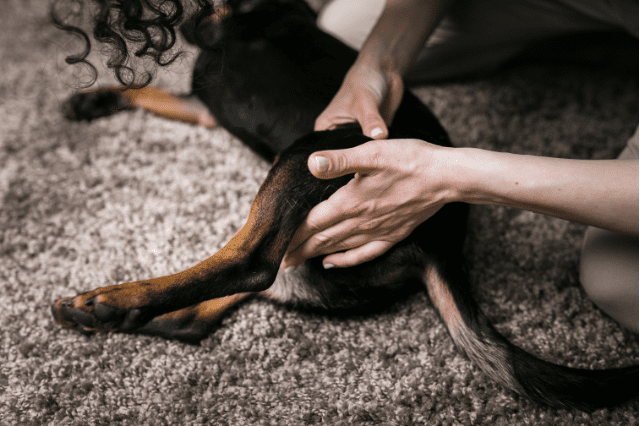 La displasia de cadera en perros, una enfermedad que empeora la calidad de vida de tu peludo