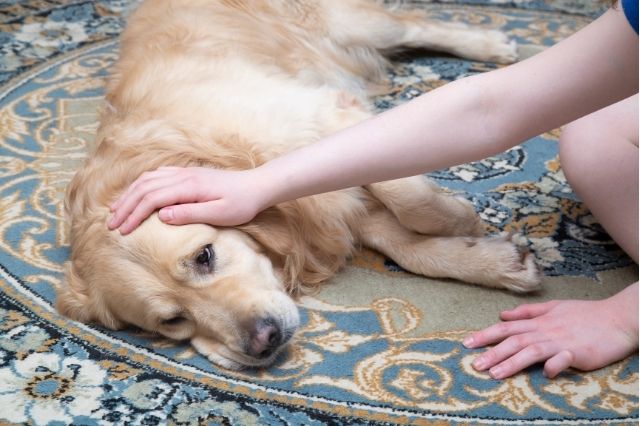 Epilepsia en perros, qué la causa y cómo reaccionar ante ella