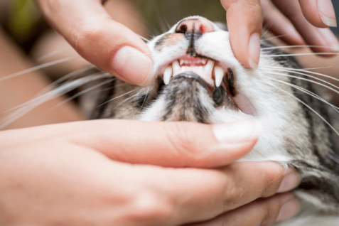 Gingivitis en gatos, una enfermedad que amargará la vida a tu felino