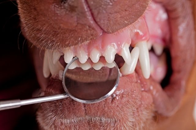 Gingivitis en perros, una enfermedad dental que puede dejar sin dientes a tu peludo