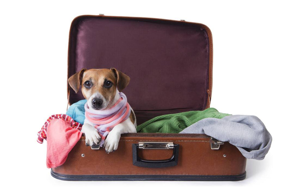 Guía para viajar al extranjero con tu mascota