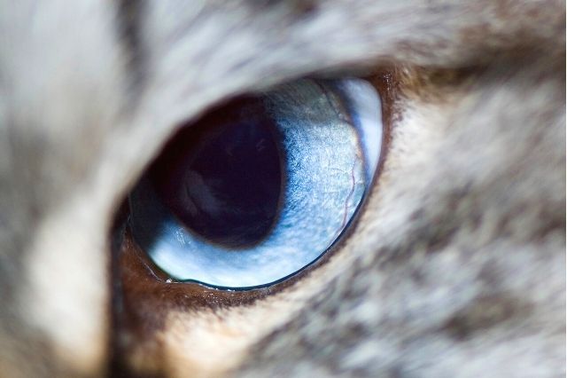 Conjuntivitis en gatos, cuáles son sus síntomas y su tratamiento