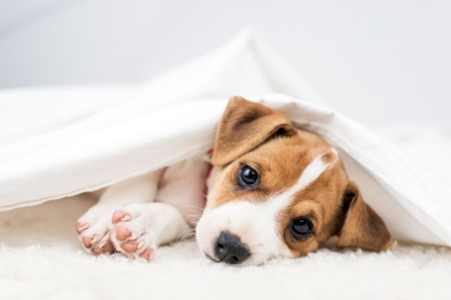 Parvovirus en perros, una enfermedad mortal para tu cachorro