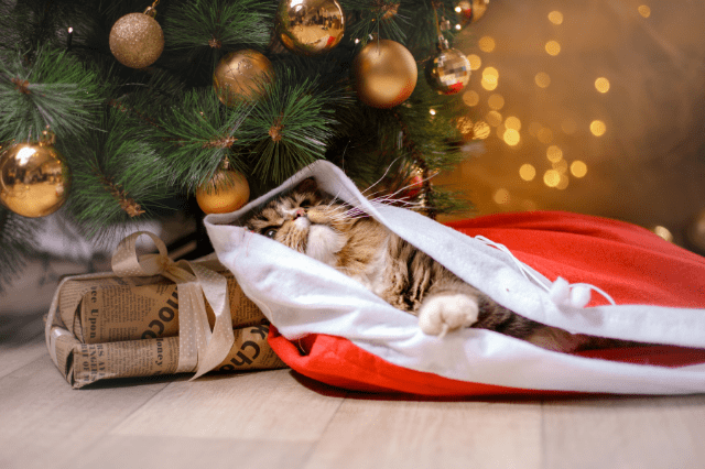 ¿Cómo sobrevivir a una navidad con gatos y que tu árbol «no muera» en el intento?