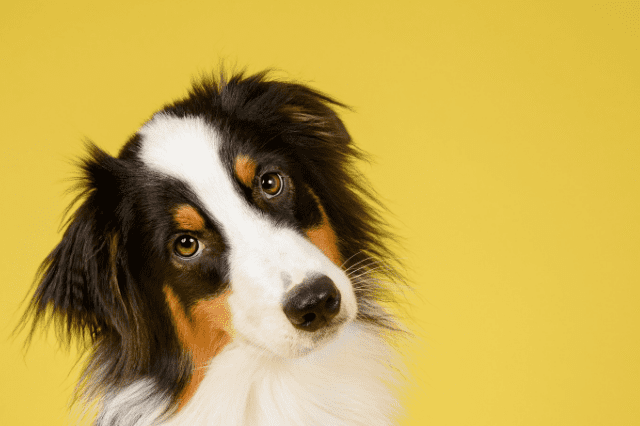 ¿Tu perro ladea la cabeza?, el síndrome vestibular en perros tiene la culpa