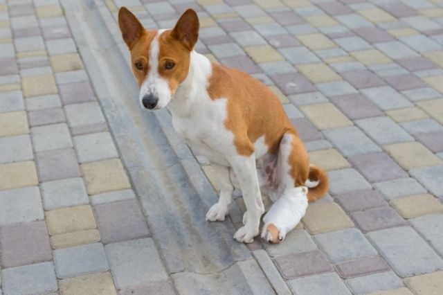 Rotura de ligamento cruzado anterior en perros, la causa más común de cojera en perros