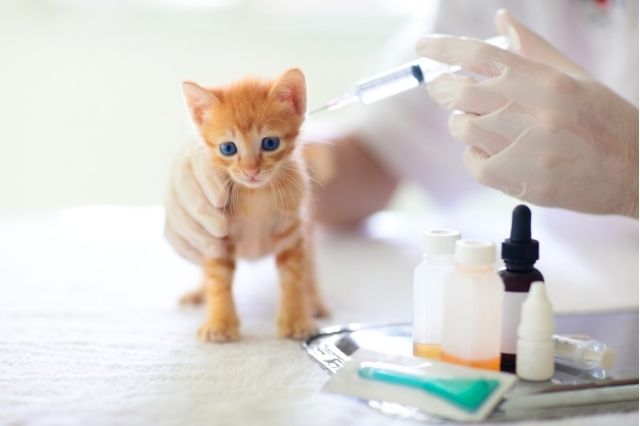 Vacunas para gatos, la mejor protección frente a enfermedades