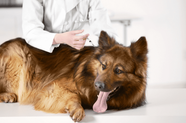 Vacunas para perros, ¿cuáles son y cuándo ponerlas?